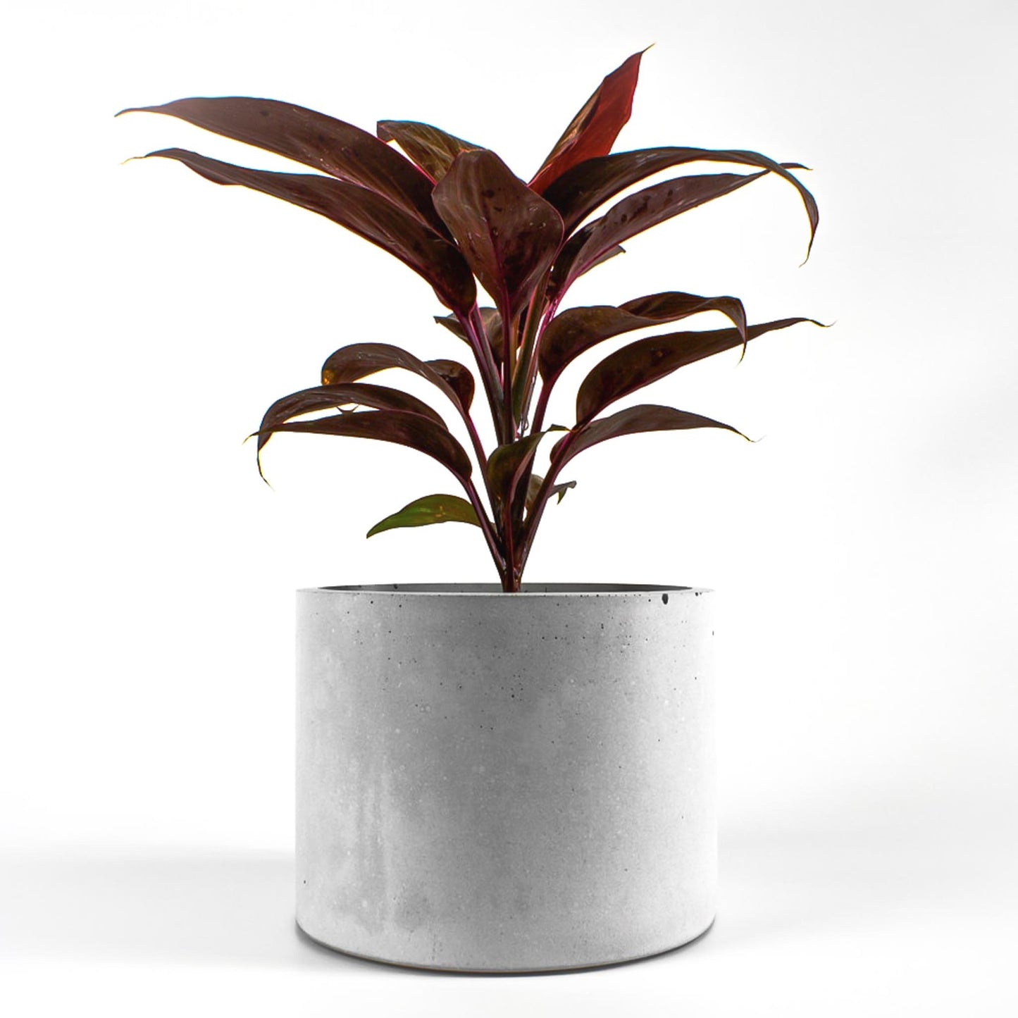 Detailansicht Blumentopf aus Beton rund mit roter Pflanze