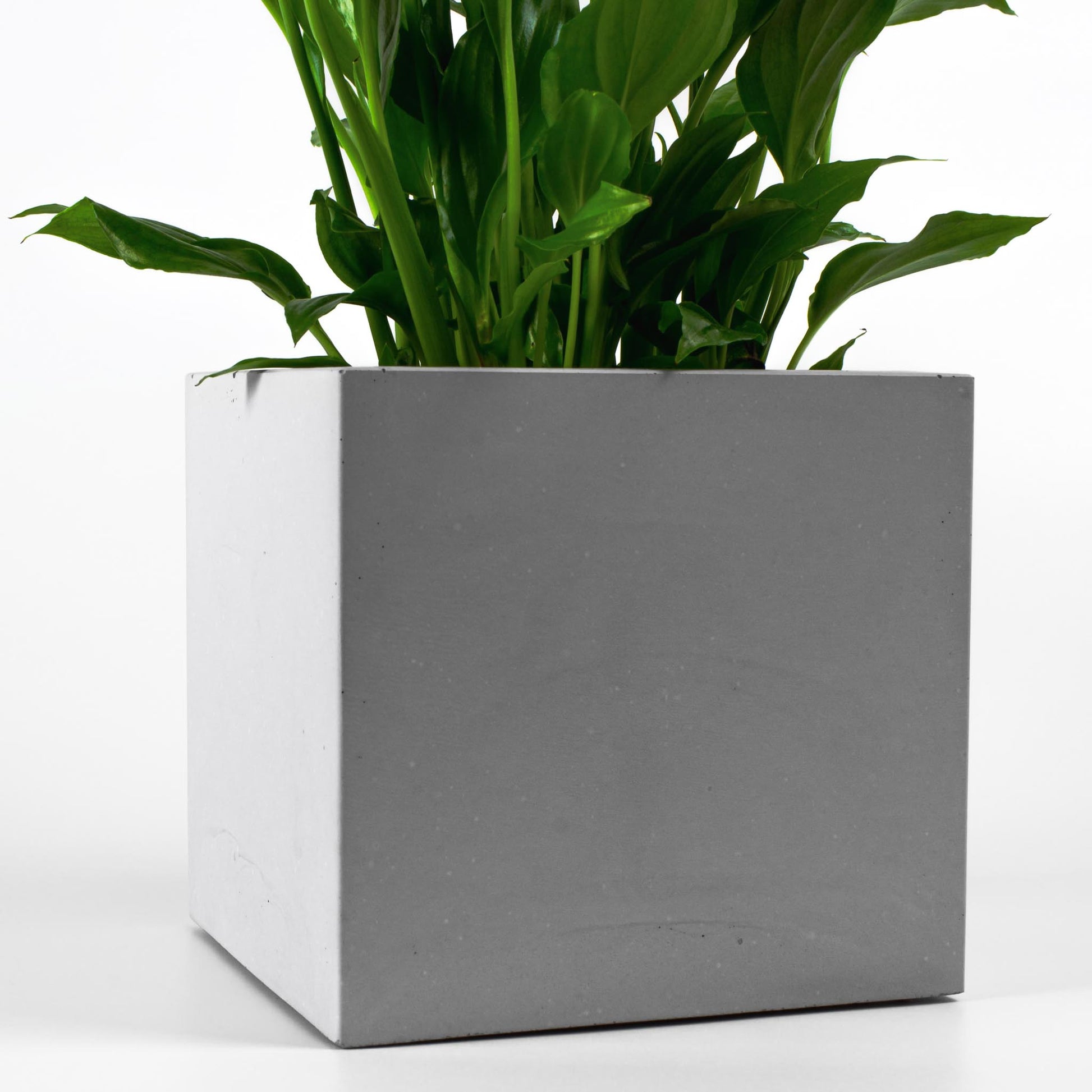 Detailansicht Blumentopf aus Beton eckig mit Pflanze