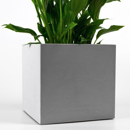 Detailansicht Blumentopf aus Beton eckig mit Pflanze