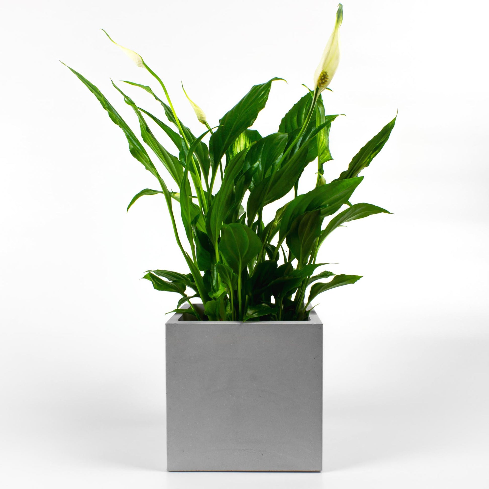 Blumentopf aus Beton eckig mit Pflanze