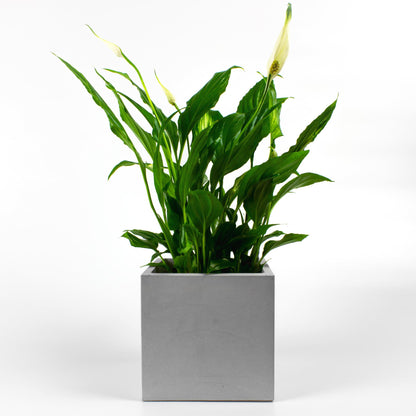Blumentopf aus Beton eckig mit Pflanze
