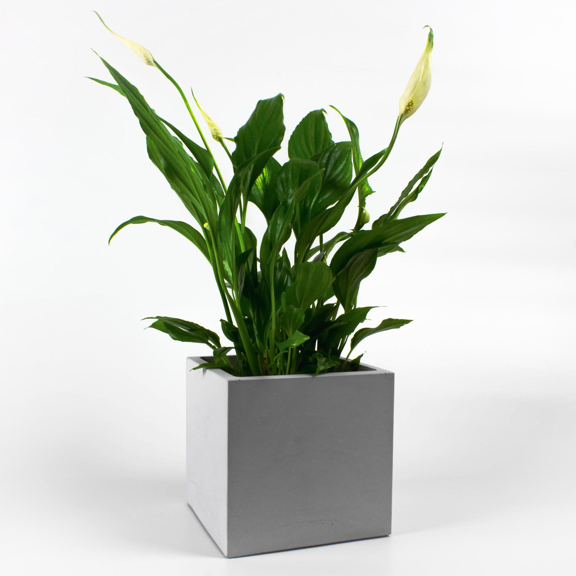 Eckiger Blumentopf aus Beton mit Pflanze Seitenansicht